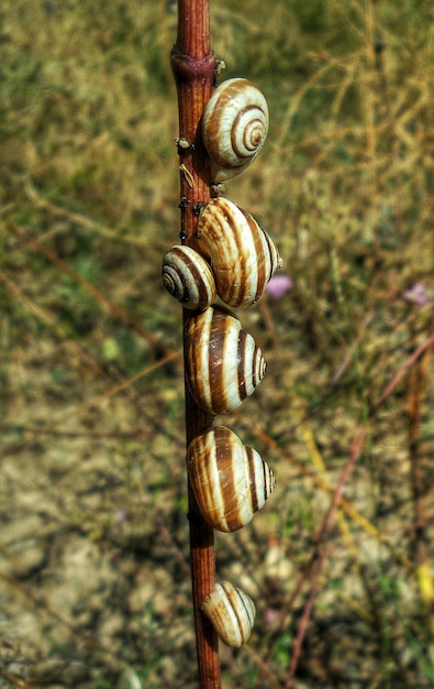 Foto caracoles en las plantas