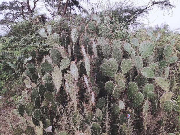 Foto características de los cactus