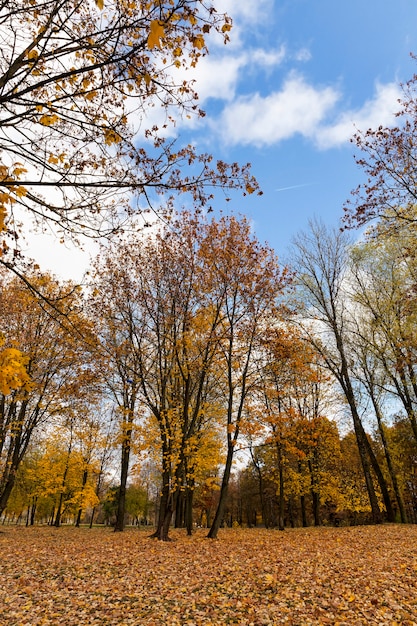 Características do clima de outono na floresta ou no parque, árvores com folhagem colorida e multicolorida