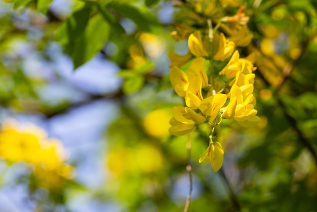 Caragana arborescens o flores de acacia amarilla en un fondo de verano natural de rama de árbol