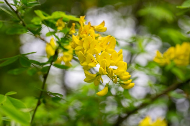 Caragana arborescens o flores de acacia amarilla en un fondo de verano natural de rama de árbol