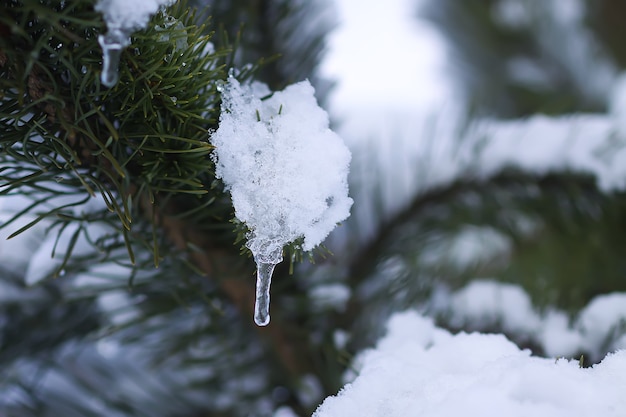 Carámbano transparente colgando de la rama de un árbol de pino cubierto de nieve al aire libre. Detalles de la naturaleza de invierno.