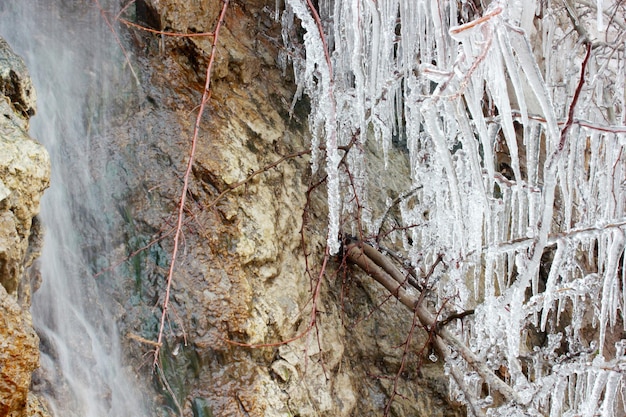 Carámbanos en la rama de un árbol