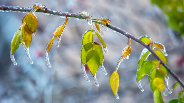 Carámbanos en ramas heladas y hojas verdes de árboles temporada de cambios de temperatura y clima invernal en otoño
