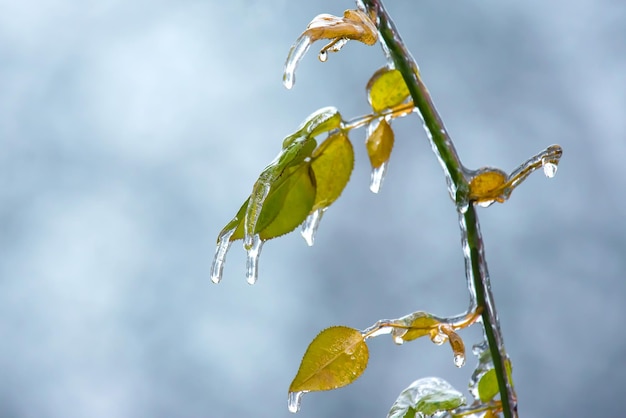 Carámbanos en ramas heladas y hojas verdes de árboles temporada de cambios de temperatura y clima invernal en otoño