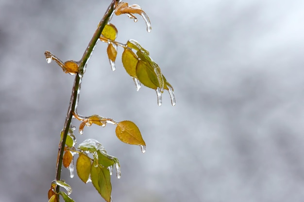 Carámbanos en ramas heladas y hojas verdes de árboles temporada de cambios de temperatura y clima invernal en otoño