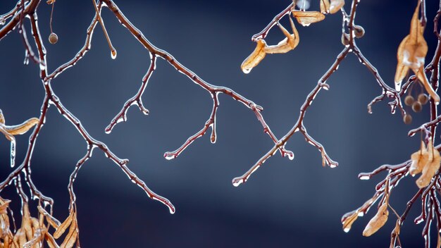 Carámbanos en las ramas de hielo de un tilo temporada de cambios de temperatura y clima invernal en otoño