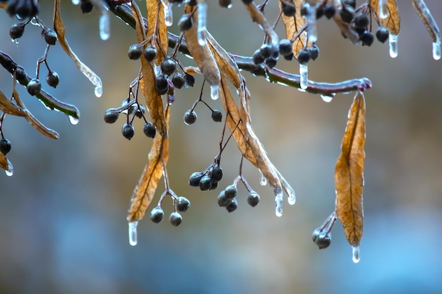 Carámbanos en las ramas de hielo de un tilo temporada de cambios de temperatura y clima invernal en otoño