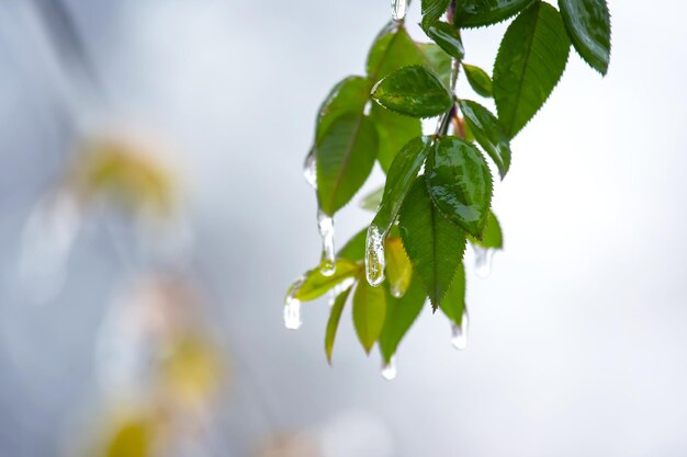 Carámbanos en la temporada de cambio de temperatura de las ramas de los árboles helados y el clima invernal en otoño