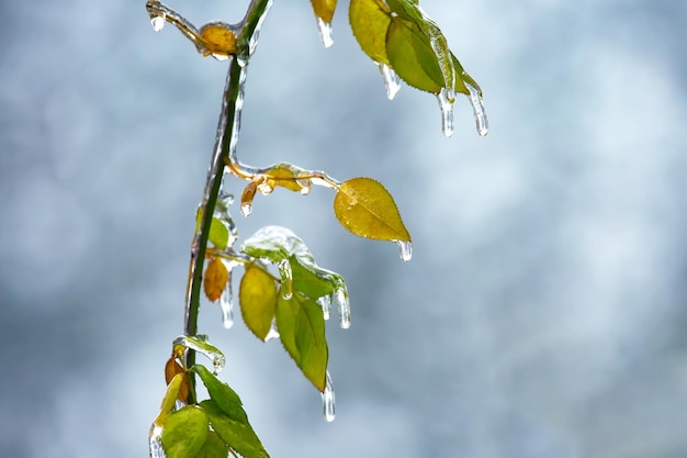 Carámbanos en la temporada de cambio de temperatura de las ramas de los árboles helados y el clima invernal en otoño