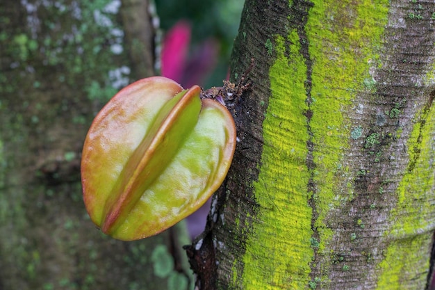 Carambola en el árbol Nombre científico Averrhoa carambola