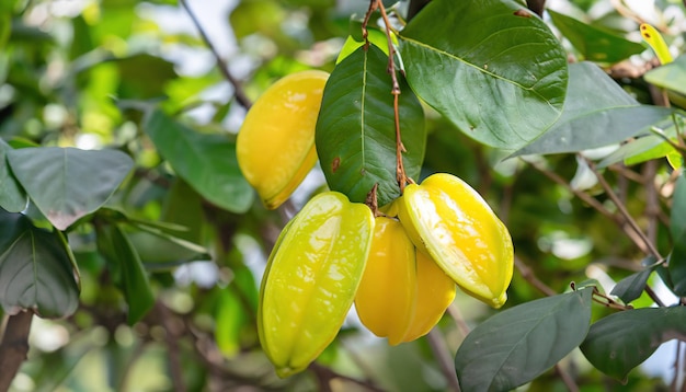 Carambola fruta pendurada na árvore no jardim