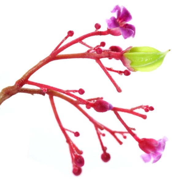 Carambola jovem com flores sobre branco