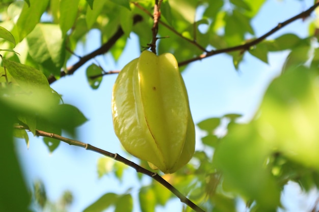 Carambola madura fresca en el huerto