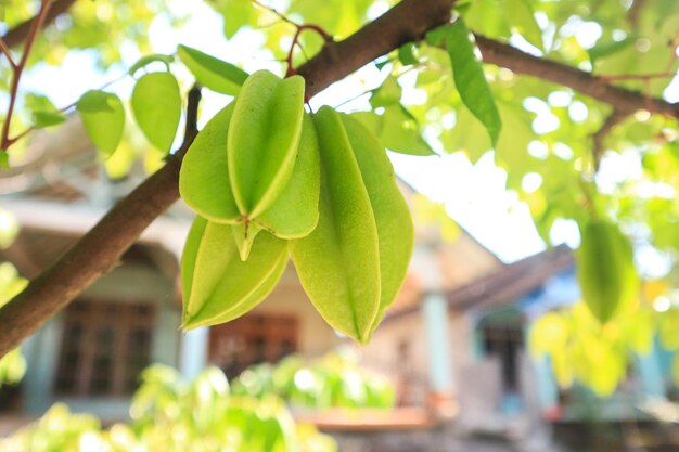 Carambola madura fresca no pomar