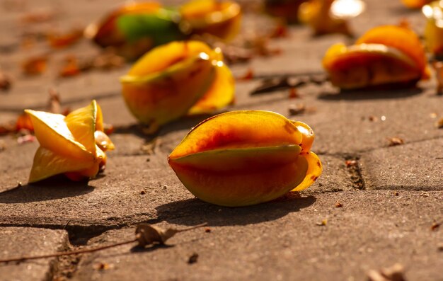 Carambola o Belimbing (Averrhoa carambola) en el suelo, foco seleccionado