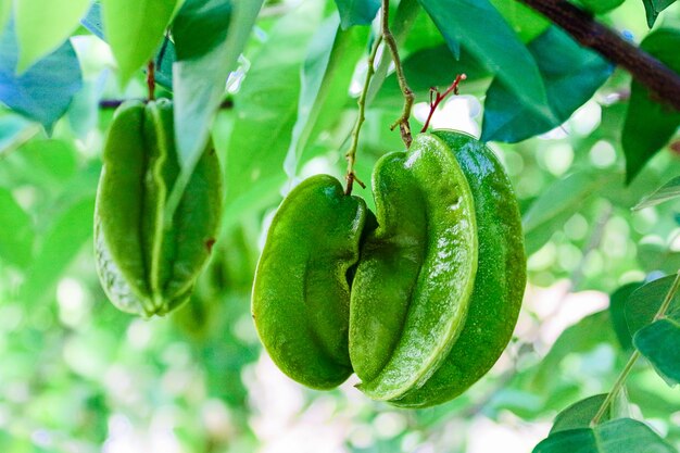 Carambola Sternfrucht