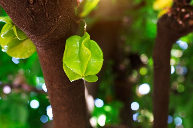 Carambola verde fresca en el árbol