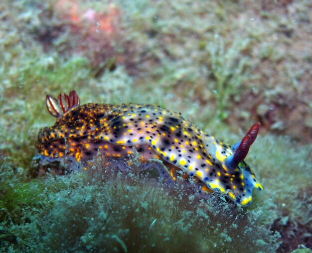 Caramujo marinho subaquático nudibranch-obscure hypselodoris obscura