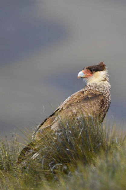 Foto carancho é uma espécie de ave falconiforme da família falconidae