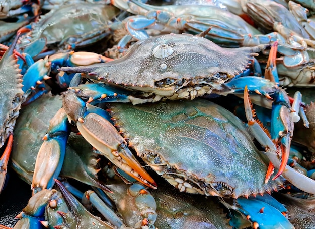 Caranguejo azul na peixaria do mercado de peixe