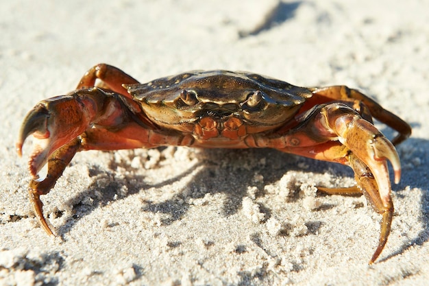 Foto caranguejo carcinus maenas