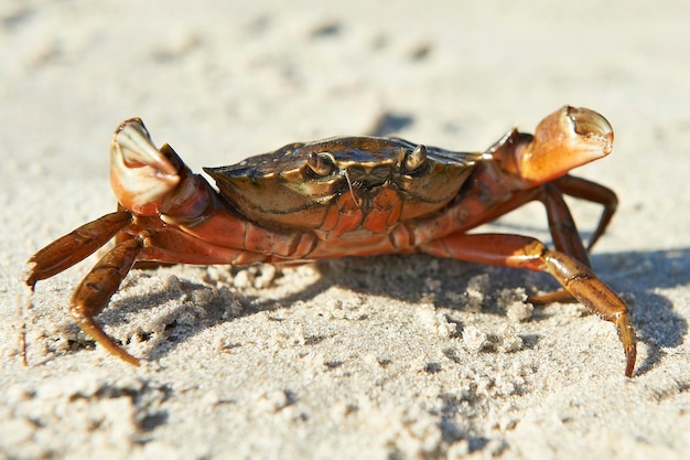 Foto caranguejo carcinus maenas