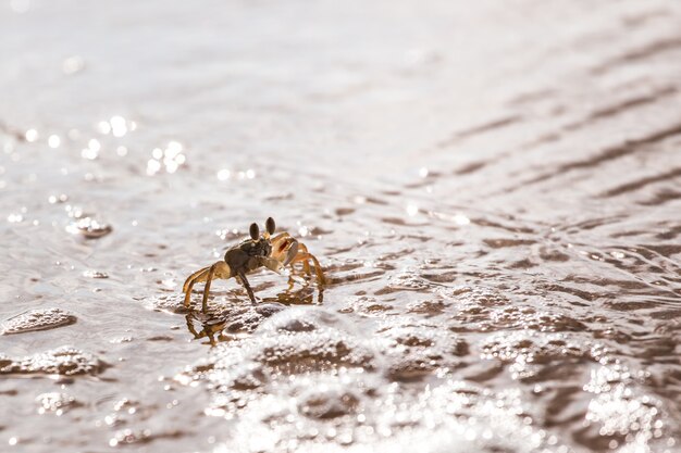 Caranguejo de terra rápida na praia branca, Phuket Tailândia