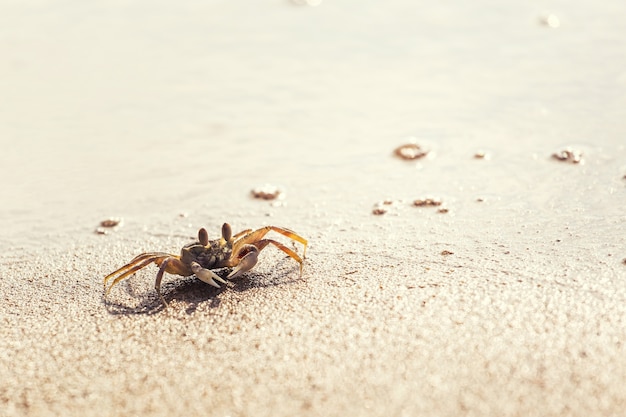 Caranguejo de terra rápida na praia branca, Phuket Tailândia