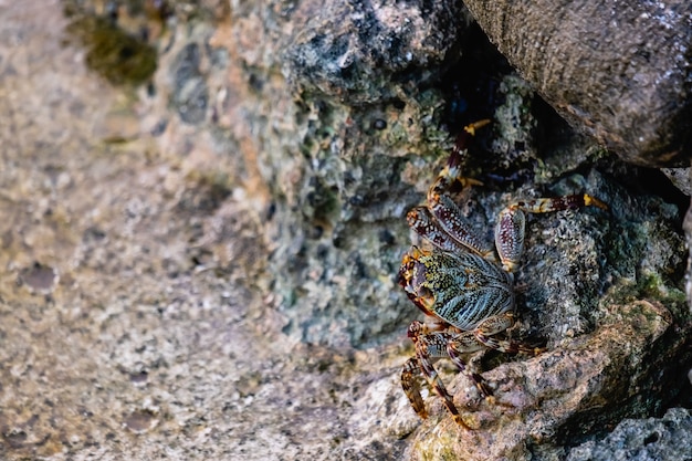 Foto caranguejo em uma pedra nas margens das maldivas