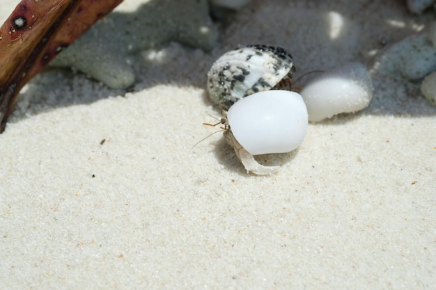 Caranguejo eremita com casca na praia de areia branca na Tailândia