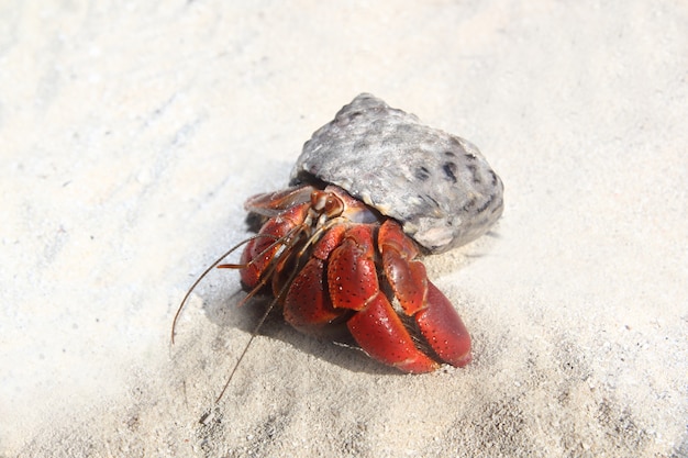 Caranguejo eremita de patas vermelhas na areia da praia do México