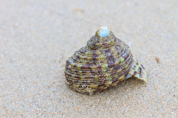 Caranguejo eremita em uma concha de parafuso