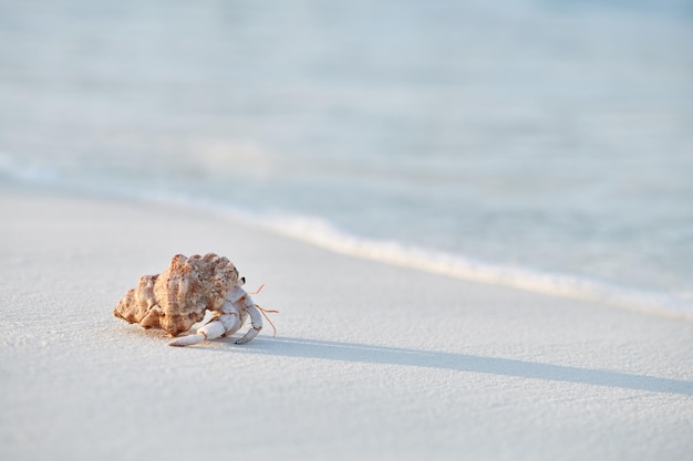 Caranguejo eremita em uma praia