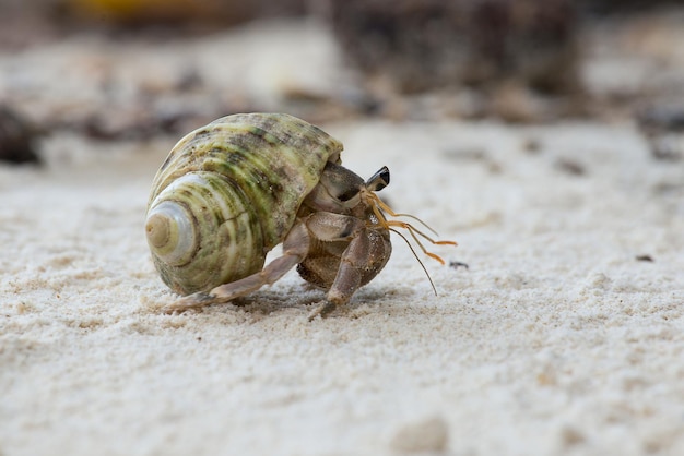 Caranguejo eremita na casca de um caracol