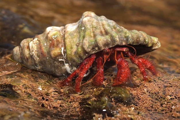 Foto caranguejo eremita paguroidea