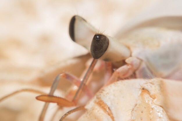 Caranguejo eremita rastejando na praia Macro vista Maldivas