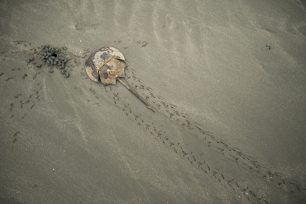 Caranguejo horshoe na praia de areia