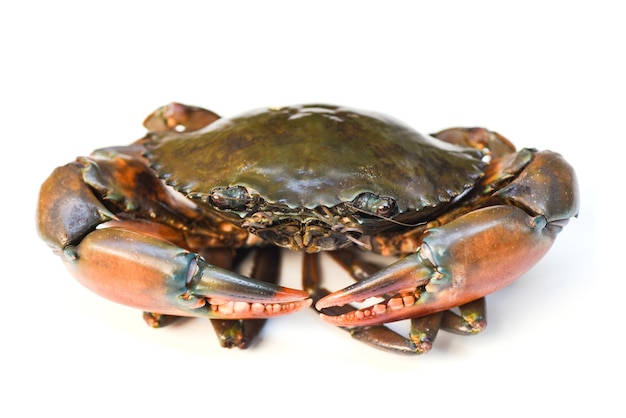 Caranguejo isolado no fundo branco, caranguejo de lama serrilhado de frutos do mar frescos