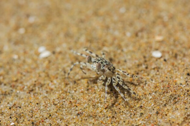 caranguejo na praia