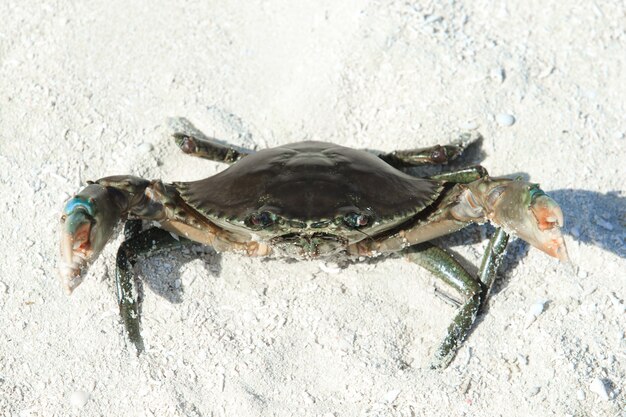 Caranguejo na praia