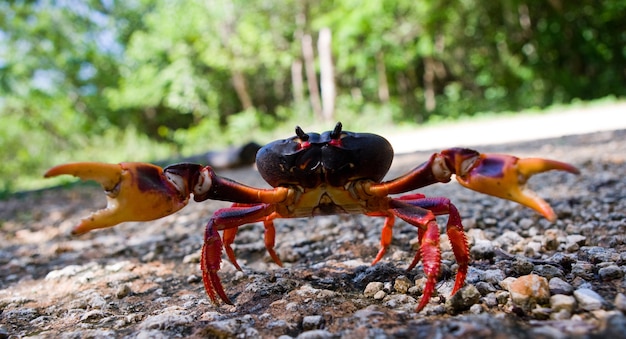 Caranguejo terrestre em pé no chão e espalhar suas garras