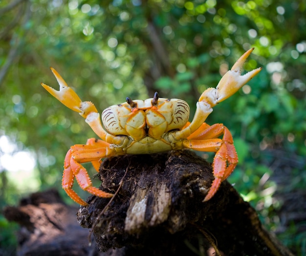 Caranguejo terrestre em pé no chão e espalhar suas garras