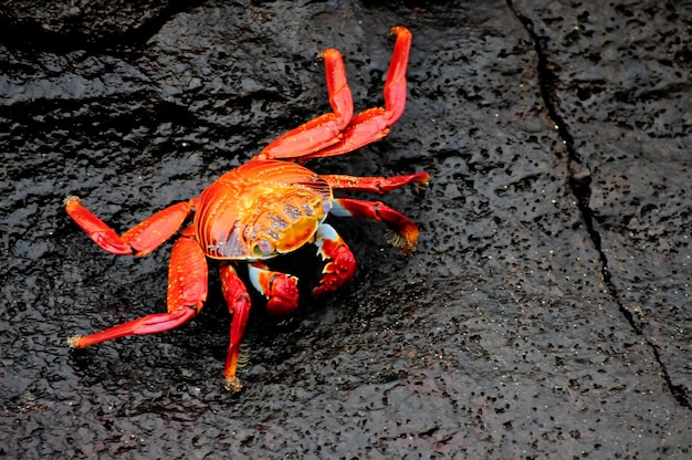 Caranguejos das Ilhas Galápagos Sally Lightfoot