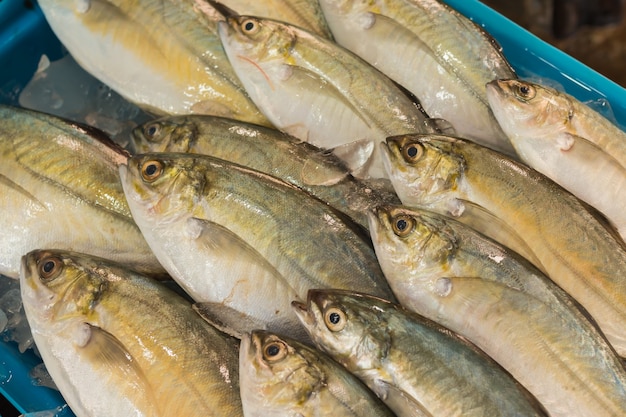 Caranx fresco com gelado no mercado de frutos do mar