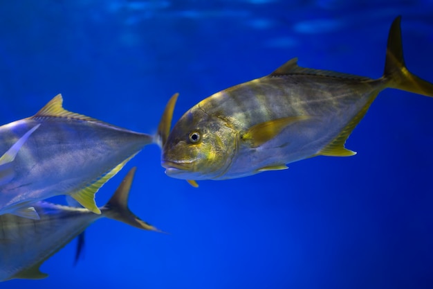 Foto caranx trevally peixes nadam na água azul