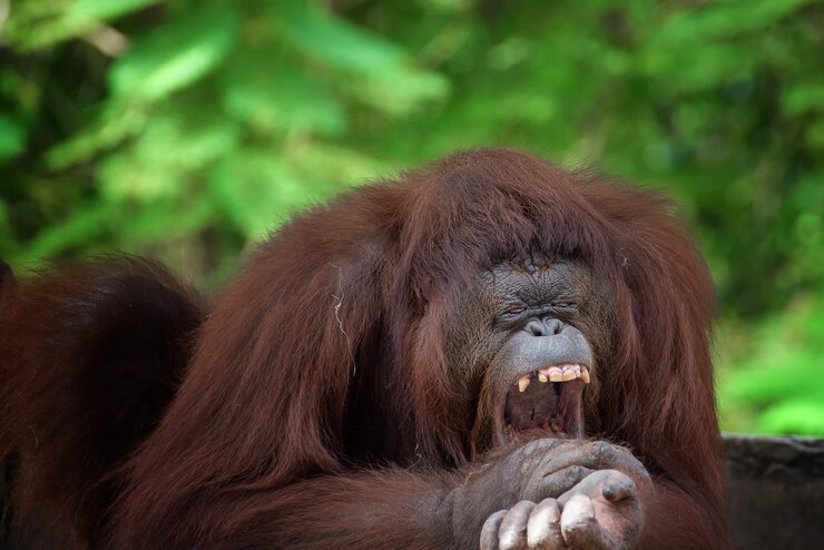 Foto caras divertidas de orangután soñoliento