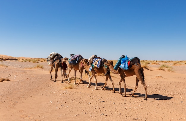 Caravana atravesando el desierto.