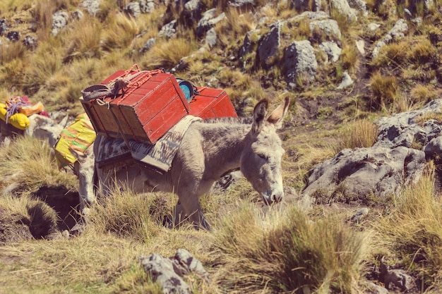 Caravana de burros en Cordiliera Huayhuash, Perú, América del Sur