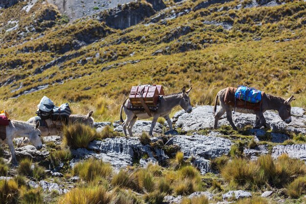 Caravana de burros en Cordiliera Huayhuash, Perú, América del Sur